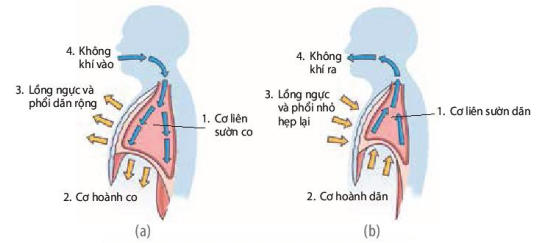 Thông khí ở người