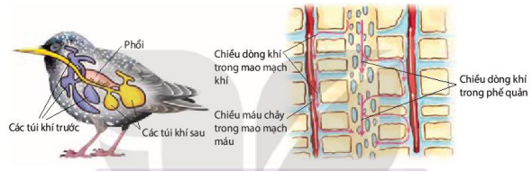 Hệ thống túi khí và cấu của một phần phổi chim