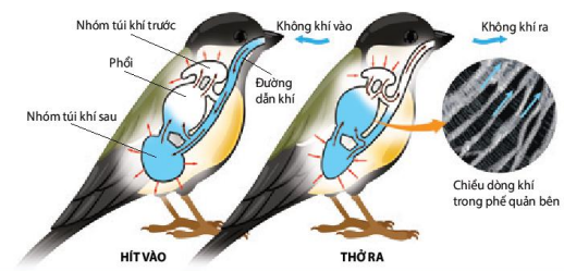 Hoạt động của hệ thống túi khí dẫn tới thông khí phổi 