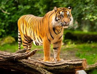 The Sumatran tiger olm
