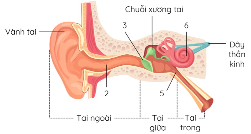 cấu tạo của tai