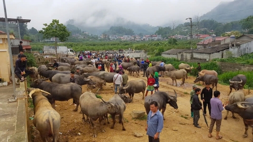 Chợ trâu Tây Bắc