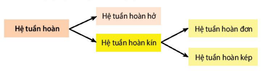 Các dạng hệ tuần hoàn