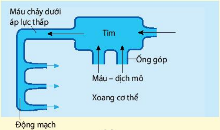 Hệ tuần hoàn hở