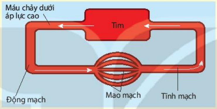 Hệ tuần hoàn kín 