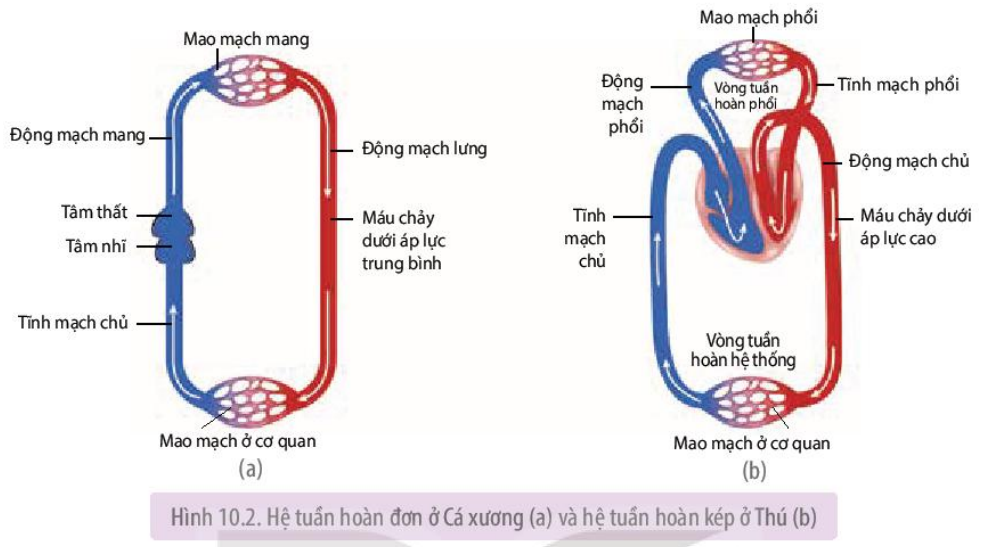 Hệ tuần hoàn đơn (a) và hệ tuần hoàn kép (b)