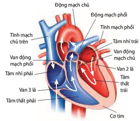 Cấu tạo tim người và Thú