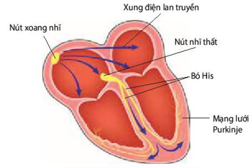 Hệ dẫn truyền tim 