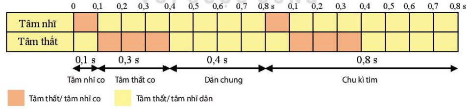 Chu kì hoạt động ở tim 