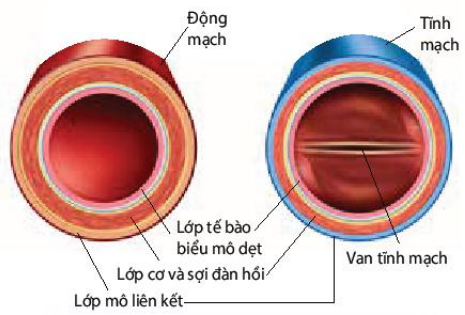 Cấu tạo động mạch và tĩnh mạch