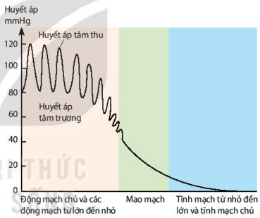 Biến động của huyết áp trong hệ mạch