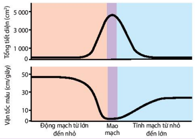 Liên quan giữa vận tốc máu và tổng tiết diện mạch máu