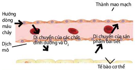 Trao đổi chất giữa máu và tế bào cơ thể