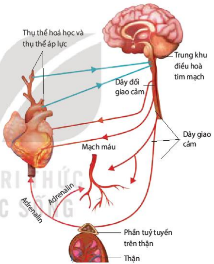 Sơ đồ điều hòa thần kinh và thể dịch đối với tuần hoàn máu