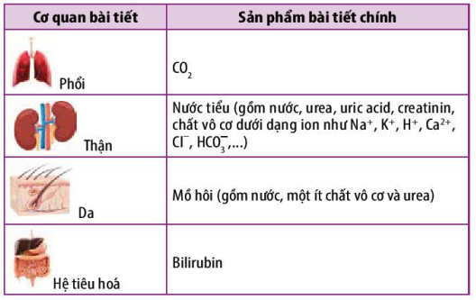 Các cơ quan bài tiết và sản phẩm bài tiết ở người