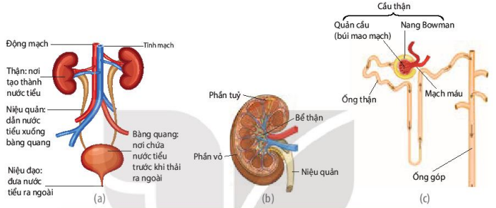 Cấu tạo hệ tiết niệu (a), Cấu tạo thận bổ dọc (b); Cấu tạo một nephron (c)