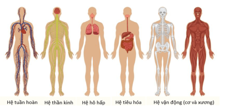 một số hệ cơ quan trong cơ thể người