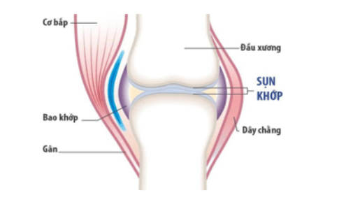 khớp xương ở người