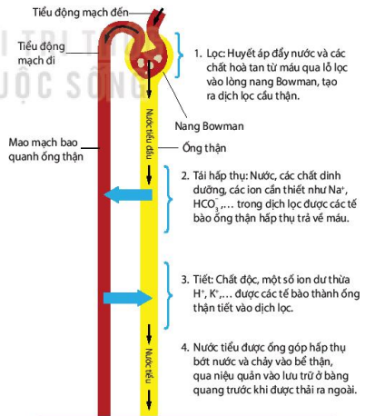 Quá trình hình thành nước tiểu tại nephron