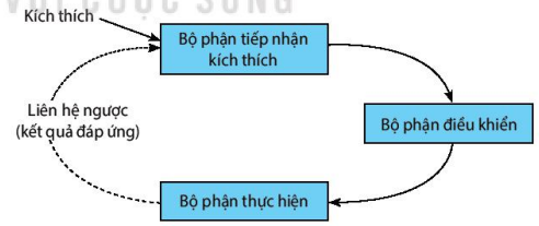 Sơ đồ hệ thống điều hòa cân bằng nội môi