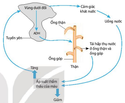 Thận điều hòa áp suất thẩm thấu của máu