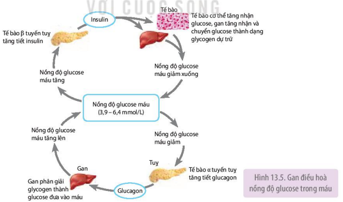 Gan điều hòa nồng độ glucose trong máu