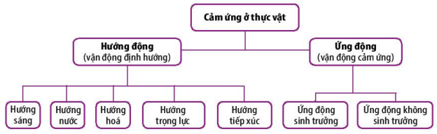 Các hình thức cảm ứng ở thực vật