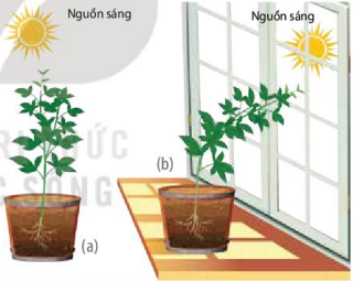 Ngọn cây mọc thẳng trong điều kiện chiếu sáng bình thường (a) và ngọn cây hướng sáng dương trong điều kiện ánh sáng chiếu từ một phía (b)