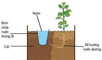 Phản ứng hướng nước của rễ