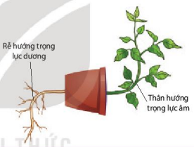 Phản ứng hướng trọng lực của rễ và chồi đỉnh