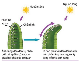 Cơ chế hướng sáng dưới tác dụng của auxin