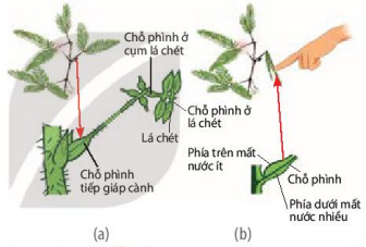 Cây trinh nữ lúc bình thường (a) và cây trinh nữ cụp lá khi bị kích thích cơ học (b)