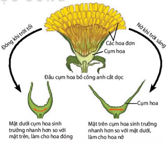 Hoa nở do cảm ứng với ánh sáng ở cây bồ công anh