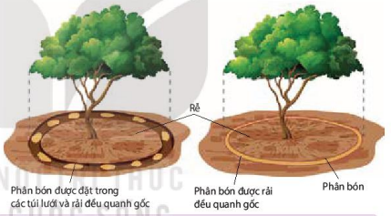 Biện pháp bón phân quanh gốc kích thích rễ sinh trưởng theo chiều rộng