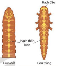 Hệ thần kinh chuỗi hạch ở một số nhóm động vật