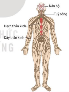 Cấu tạo hệ thần kinh ống ở người