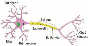 Cấu tạo của neuron có bao myelin