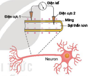 Sơ đồ đo điện thế nghỉ