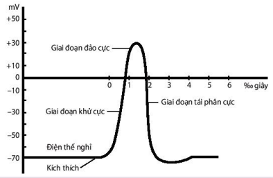 Đồ thị điện thế hoạt động nhìn trên màn hình máy dao động kí điện tử 