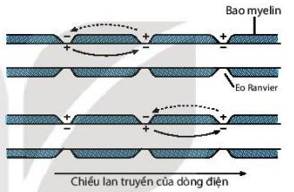 Lan truyền của điện thế hoạt động trên sợi thần kinh có bao myelin 