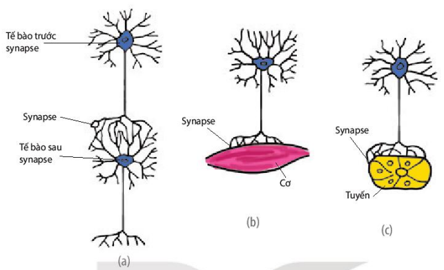 Synapse thần kinh - thần kinh (a), synapse thần kinh - cơ (b), synapse thần kinh - tuyến (c) 