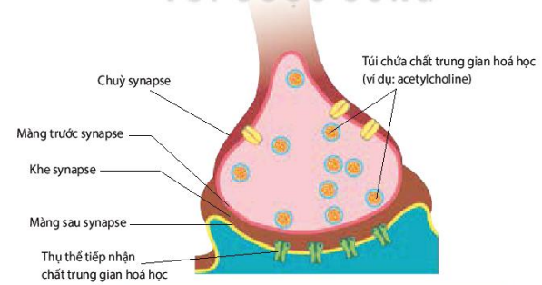 Sơ đồ cấu tạo của synapse hóa học