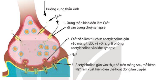 Truyền tin qua synapse thần kinh - cơ xương 