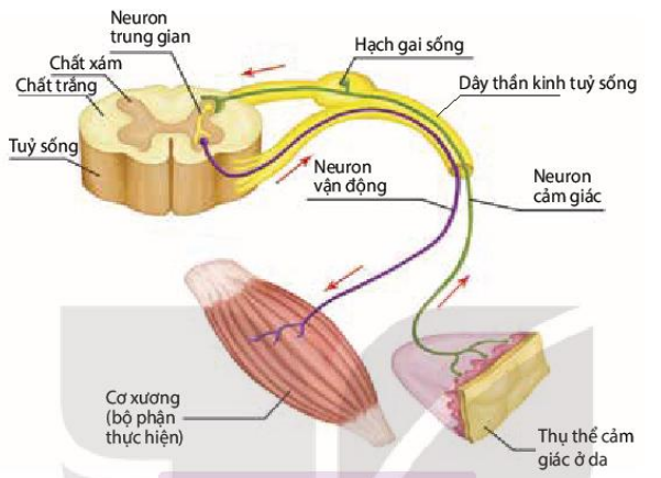 Cung phản xạ tủy