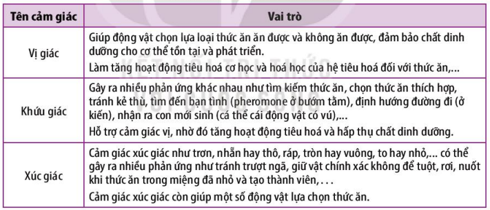 Vai trò của cảm giác vị giác, khứu giác và xúc giác