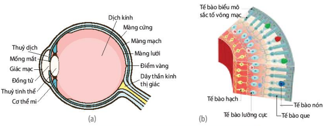 Cấu tạo cầu mắt (a) và màng lưới (b)