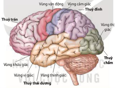 Các vùng cảm giác và vận động trên vỏ não