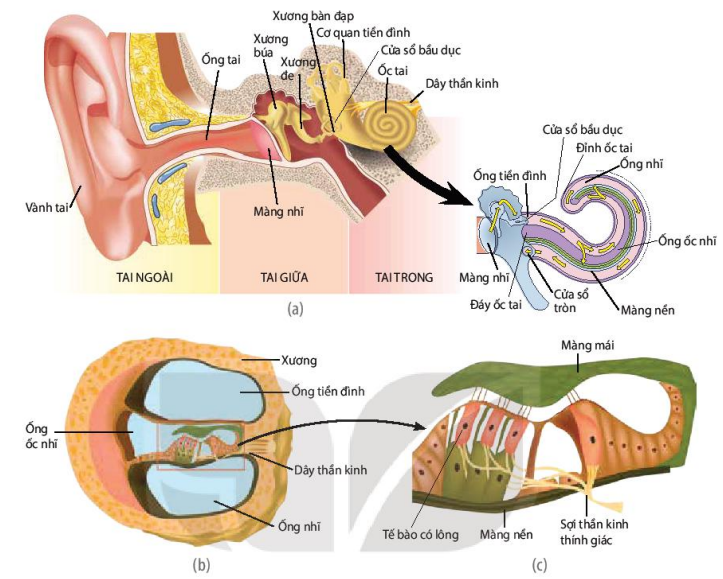 Tai giữa và ốc tai được vẽ duỗi ra (a), tiết diện cắt ngang ốc tai (b), các tế bào có lông và màng mái trên màng nền (c)