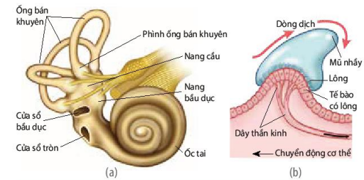 Cơ quan tiền đình (a) và tấm tế bào cảm giác trong các phình ống bán khuyên (b)