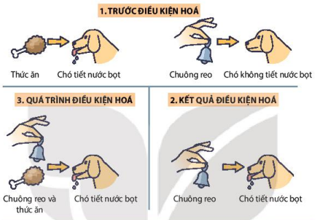 Quá trình hình thành phản xạ có điều kiện theo I.Pavlov